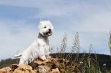 WESTIE 065
